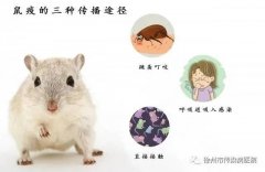 传染病专家讲解：什么是鼠疫？怎么预防？